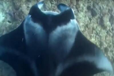 В акватории Нагарии обнаружено бычерылое существо с ядовитым шипом: плывет как летит, пугает и завораживает - 9tv.co.il