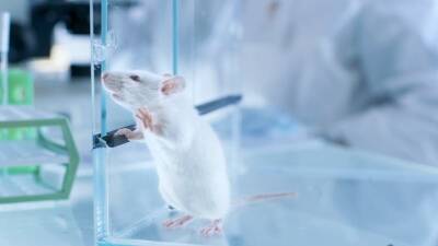 Шуламит Левенберг - Ученые из Техниона смогли вылечить мышей от диабета - cursorinfo.co.il - Израиль - Из