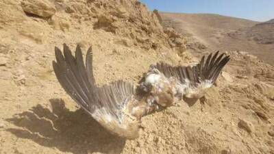 Отравление орлов на юге Израиля: от яда погибли 12 редких птиц - vesty.co.il - Израиль