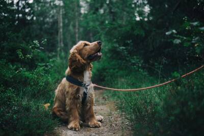 Ширли Пинто - С осени 2022 года служебным собакам откроют доступ в общественные места - cursorinfo.co.il - Израиль - Англия