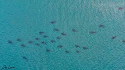 В Израиле начался сезон акул: как увидеть хищников, не заходя в воду - vesty.co.il - Израиль