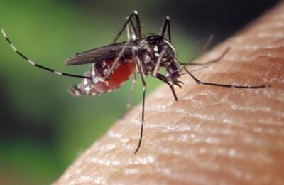В Израиле обнаружены комары, разносчики лихорадки Западного Нила - nashe.orbita.co.il - Израиль - Западного