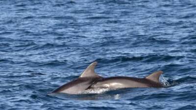 Авиад Шейнин - Видео: дельфины, мама и сын, приплыли к берегам Герцлии погреться - vesty.co.il - Израиль - Видео