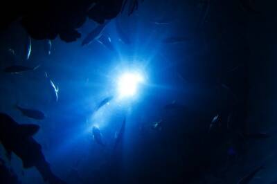 Ученые сняли на видео неизвестное морское существо, похожее на инопланетянина и мира - cursorinfo.co.il - Сша - штат Калифорния - Видео
