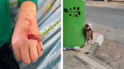 10-летний мальчик в Реховоте защитил собак от чужого амстаффа собственным телом - и пострадал - vesty.co.il - Израиль
