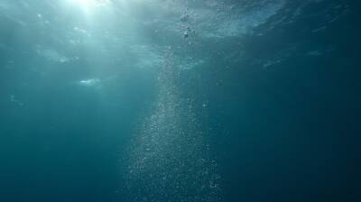 Ученые сняли на видео странное морское создание и мира - cursorinfo.co.il - Сша - Новая Зеландия - Видео