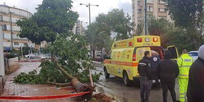 Хроника зимней бури: ветром повалило деревья. Один пострадавший в тяжелом состоянии - detaly.co.il - Израиль