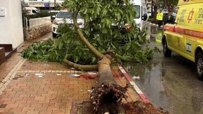 Буря "Кармель": ветер вырывает деревья с корнем, есть пострадавший - vesty.co.il - Израиль - Есть