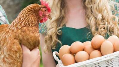 Минздрав: покупайте яйца только в лицензированных магазинах, птичий грипп опасен - vesty.co.il - Израиль