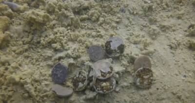 Израильские археологи нашли сотни древних монет у побережья Кесарии - isroe.co.il - Израиль - Израильские