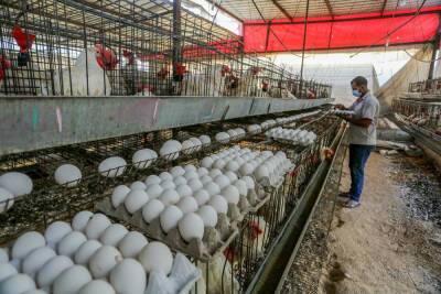 Новый очаг птичьего гриппа на севере Израиля грозит дефицитом яиц - news.israelinfo.co.il - Израиль - Ливан