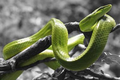 Ученые выяснили, что общего в биологии змей и людей и мира - cursorinfo.co.il - Австралия