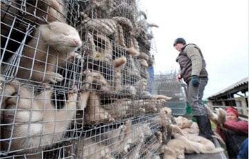 В Италии запретили убивать животных ради меха - charter97.org - Израиль - Украина - Италия - Белоруссия