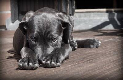Ученые узнали интересный факт о поведении собак и мира - cursorinfo.co.il - Новая Зеландия