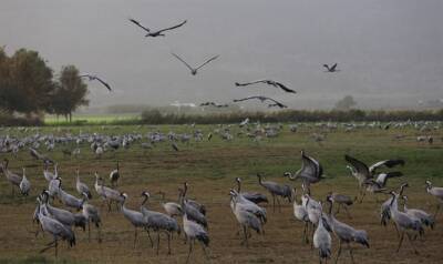 Вирус птичьего гриппа убивает тысячи птиц в Израиле. Некоторые эксперты опасаются, что он может распространиться на людей и вызвать следующую пандемию - 7kanal.co.il - Израиль - Некоторые
