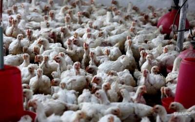 В Японии уничтожат 130 тысяч кур из-за птичьего гриппа - korrespondent.net - Украина - Япония - Из