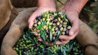 Только в декабре: в Израиле вышла редкая серия оливкового масла - vesty.co.il - Израиль