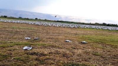 Удар молнии убил перелетных птиц в парке на севере Израиля - vesty.co.il - Израиль