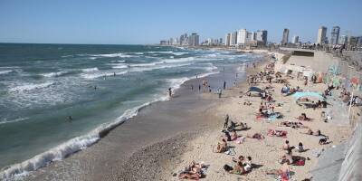 В Тель-Авиве на пляж выбросило гигантского кальмара (фото) - detaly.co.il - Тель-Авив