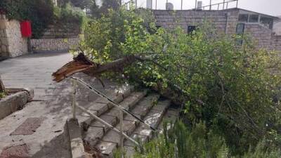 Буря в Израиле: ветер валит деревья, пострадала 70-летняя женщина - видео - vesty.co.il - Израиль - Иерусалим - Кинерета - Видео