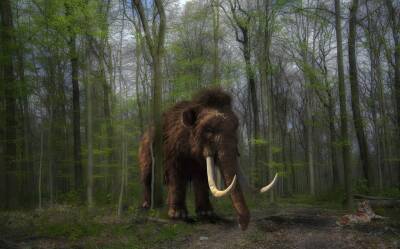 Ученые раскрыли время исчезновения последних мамонтов и мира - cursorinfo.co.il - Сша - Канада