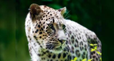 В зоопарке в Хайфе появился самый крупный леопард: открыт конкурс на лучшее имя - vesty.co.il - Израиль - Венгрия - Норвегия