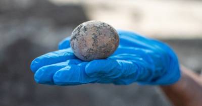 Сохранилось в выгребной яме: в Израиле нашли 1000-летнее куриное яйцо - focus.ua - Израиль - Украина - Давид - Византия
