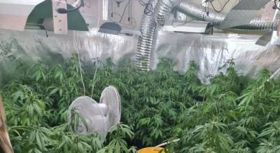 Плохая новость для любителей покурить "траву": полиция ликвидировала две крупных теплицы с марихуаной - 9tv.co.il