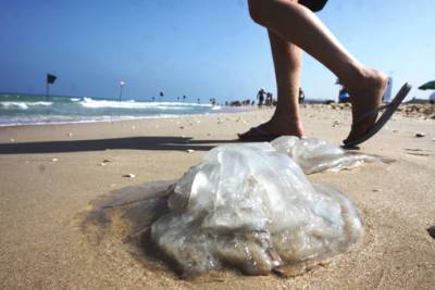 Миллионы медуз движутся к берегам Израиля - vesty.co.il - Израиль