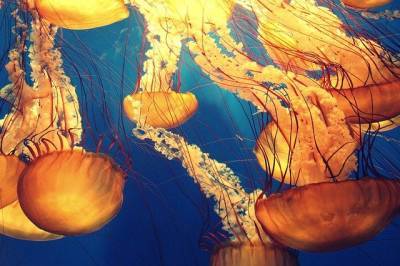 Дор Эделист - Эксперты предупредили о вторжении медуз на средиземноморское побережье Израиля - cursorinfo.co.il - Израиль - Хайфа