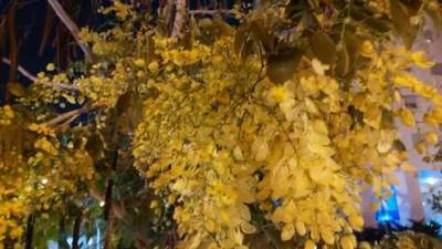 В Израиле начался золотой дождь: расцвело дерево кассия - vesty.co.il - Израиль - Индия
