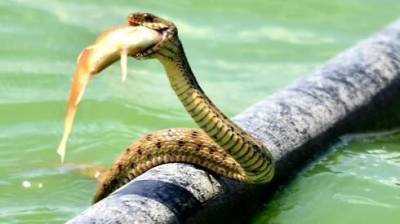 Редкие кадры: змея поймала и проглотила золотую рыбку в водоеме Израиля - vesty.co.il - Израиль