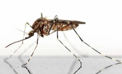 В Израиле обнаружены комары, инфицированные вирусом лихорадки Западного Нила - cursorinfo.co.il - Израиль - Сша - Западного