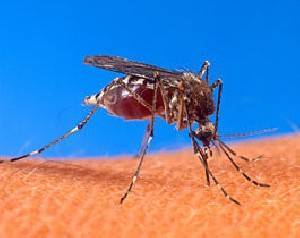 Нижняя Галилея: внимание, комары – переносчики лихорадки Западного Нила - isra.com - Западного