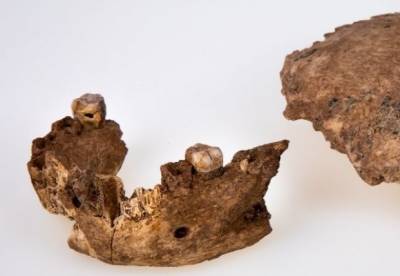 В Израиле нашли фрагменты черепа древнего человека - facenews.ua - Израиль - Украина