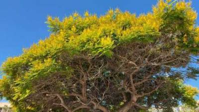 В Израиле расцвело необычное дерево под названием "мятый щит" - vesty.co.il - Израиль