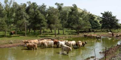 Минздрав запретил купаться в ряде ручьев на севере Израиля - detaly.co.il - Израиль