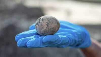 Ли Перри-Галь - Археологи обнаружили в Израиле тысячелетнее куриное яйцо - vm.ru - Израиль - Тель-Авив - Явне