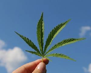 USADA: нужны новые правила для марихуаны - isra.com - Сша - Токио - Президент