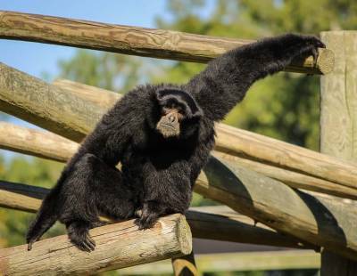 Сбежавшая обезьяна вызвала переполох в зоопарке Рамат-Гана - cursorinfo.co.il - Израиль - Сша - Гана