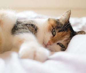 Почему не стоит спать с кошкой, если вы больны «COVID» - isra.com - Canada
