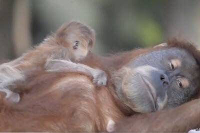 Киндер-сюрприз в рамат-ганском "Сафари": в семье редчайших орангутангов родился детеныш - 9tv.co.il - Израиль