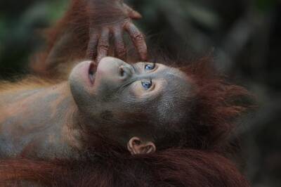 В зоопарке Рамат-Гана впервые за 11 лет родился орангутанг - cursorinfo.co.il - Израиль - Гана