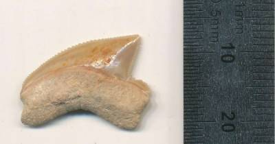 Неожиданная находка. В Иерусалиме обнаружили ископаемые зубы акулы из мелового периода - focus.ua - Иерусалим - Украина - Находка - Из