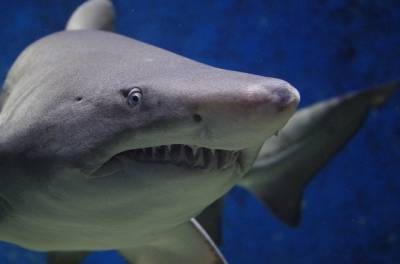 царь Соломон - В Иерусалиме найдены зубы акулы, которым 80 миллионов лет - cursorinfo.co.il - Израиль - Иерусалим - Германия