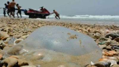 Когда медузы покинут пляжи Израиля: объясняет специалист - vesty.co.il - Израиль - Тель-Авив