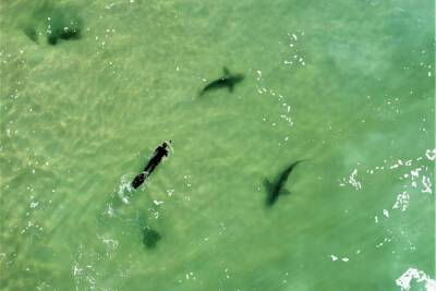 Биологи обнаружили глубоководный питомник акул напротив Тель-Авива - news.israelinfo.co.il - Израиль - Тель-Авив