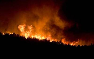 В окрестностях Иерусалима вспыхнули самые мощные за многие годы лесные пожары - novostiua.news - Израиль - Иерусалим - Украина