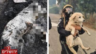 Сгорела заживо собака, спасенная полицейским при пожаре у Иерусалима - vesty.co.il - Израиль - Иерусалим - Рамат-Разиэль