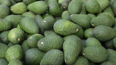 Вместо месяца - целый год: в Израиле изобрели новаторский метод хранения авокадо - vesty.co.il - Израиль